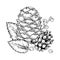 Pine cone with winter berry. Vector illustration of pinecone and leaf. Hand drawn graphic clip art on isolated