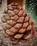 pine cone wood italy