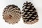 Pine cones