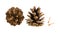 Pine cones