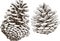 Pine cones