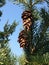 Pine cones