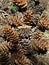 Pine cones closeup