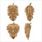 Pine Cones Collection Isolate Set Vector
