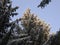 Pine with cones covered with hoarfrost