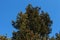 Pine cones of douglas tree. Ripe Cone on Branches of Pseudotsuga menziesii