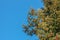 Pine cones of douglas tree. Ripe Cone on Branches of Pseudotsuga menziesii