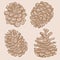 Pine Cones Drawing