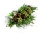 Pine cones with green branch on a white background. It is a decorative Christmas branch