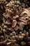 Pine cones illuminated with studio light. Beautiful pine cone. A bunch of pine cones