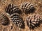 Pine Cones laying on pine straw