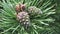 Pine cones with needles on a tree in the forest. Bunch of young pine cones on the branch.