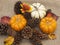 Pine cones and pumpkins on burlap