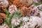 Pine cones with snow chrismas still life