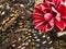 Pine cones spruces with red wood flower vintage decor photo picture