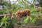 Pine cones on the tree