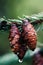 Pine cones and twigs, evergreen plant, rain drop. Wet tree after raining. Natural environment, sustainability