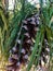 Pine cones on weeping white pine tree