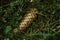 Pine conifer in grass