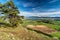 Pine conifer tree on top of the hill and beautiful view on spring country with snowy mountains at background