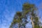 Pine crohn`s on a background of bright blue sky with white clouds