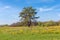 Pine with curved dual trunk among the meadow against sky