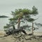 pine with a curving trunk on the sandy shore of a ladoga lake