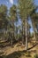 Pine & Dunes at the Lady Culbin site in Culbin Forest in Scotland.