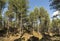 Pine & Dunes at the Lady Culbin site in Culbin Forest in Scotland.