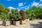 Pine and fir in pots and bonsai garden plants.