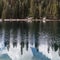 Pine, fir and sequoia forest on a lake