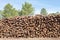 Pine firewood stacked