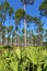 Pine Flatwoods - Florida