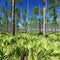 Pine Flatwoods - Florida