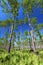 Pine Flatwoods - Florida