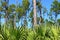 Pine Flatwoods - Florida