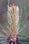 Pine flower close up macro