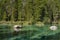 A pine forest above a clear alpine lake in Grand Teton National Park