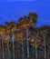 Pine forest against the background of the twilight sky