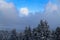 Pine forest against blue cloudy sky