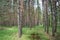 Pine forest. Alleys of coniferous trees. Green grass. Birch grove. Woodlands