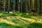 Pine forest along cateran trail