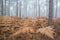 Pine forest Autumn Fall landscape foggy morning