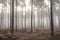 Pine forest Autumn Fall landscape foggy morning