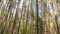 Pine Forest in Autumn Timelapse. Horizontal Pan