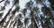 pine forest background woods texture fir trees sky