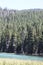 Pine Forest Badger Lake Scenery Oregon