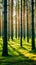 Pine forest in Baltic countries