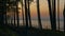 Pine forest at Baltic sea in a sunset lights