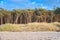 Pine forest on the beach on the Darss. White sand on the west beach. Cloudy sky